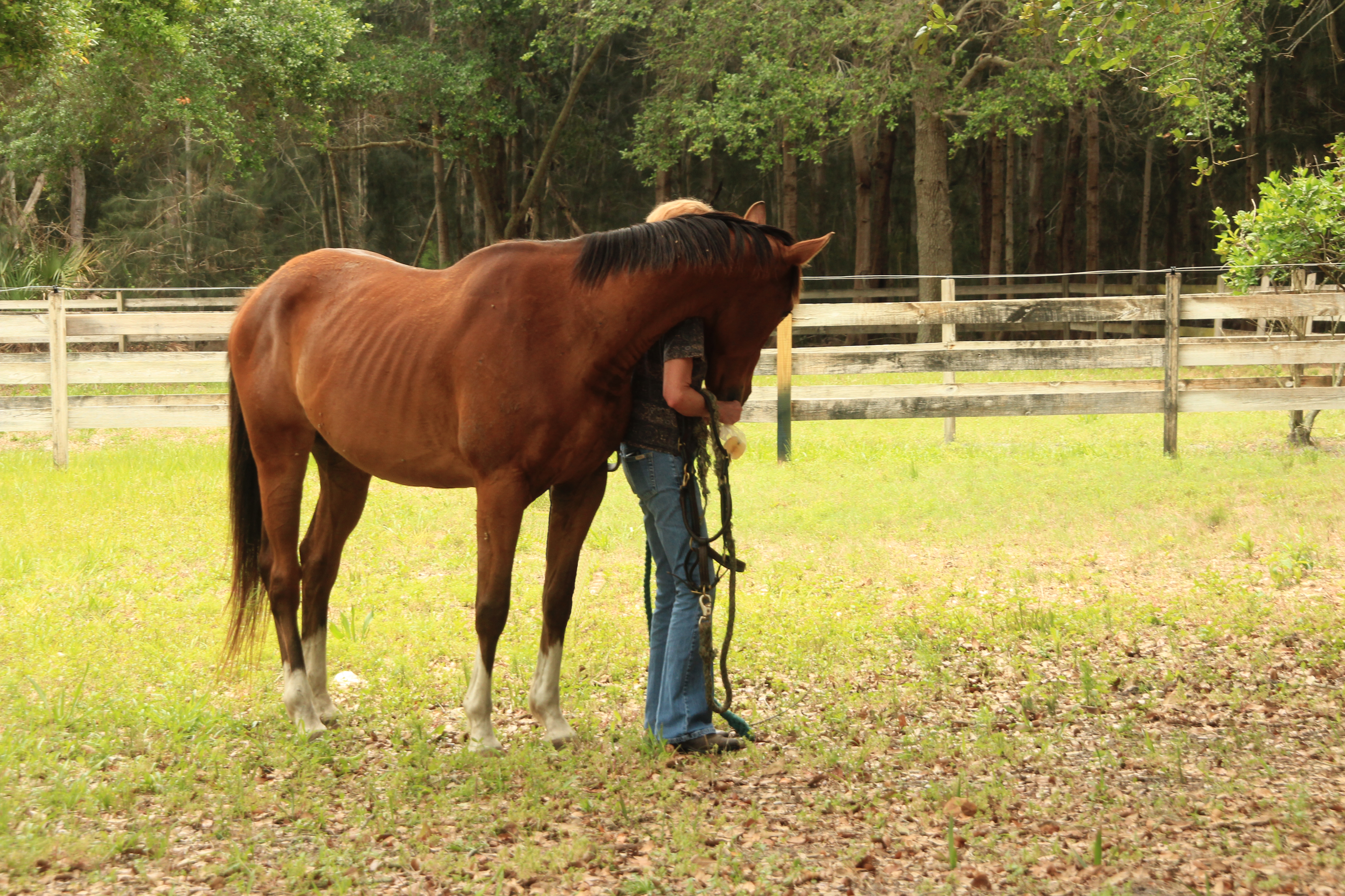 Rescue horses at Amberdell Equine Sanctuary