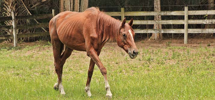 Merritt Island, Florida horse rescue, Amberdell Equine Sanctuary